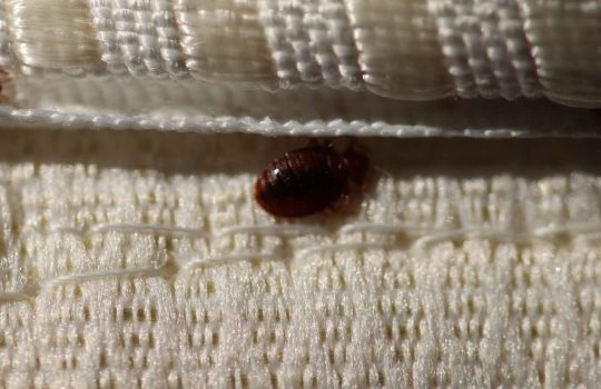 הדברת פשפש המיטה2